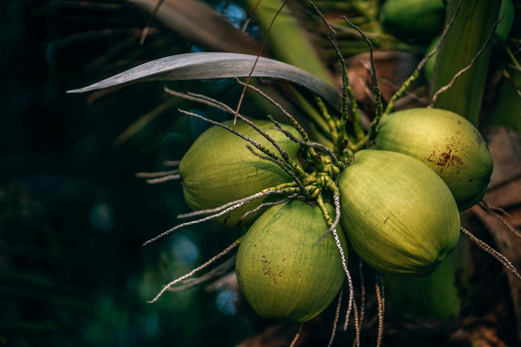 Green coconuts hanging in a cluster on the palm