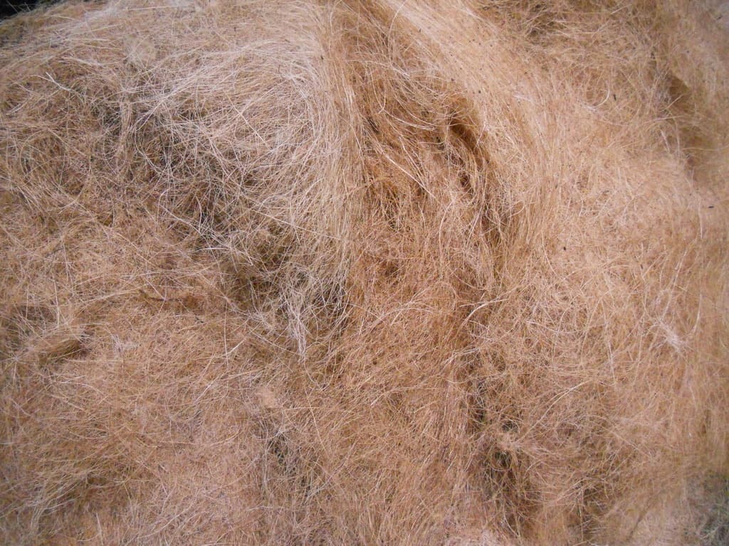 Close view of natural coconut coir fiber from the husk