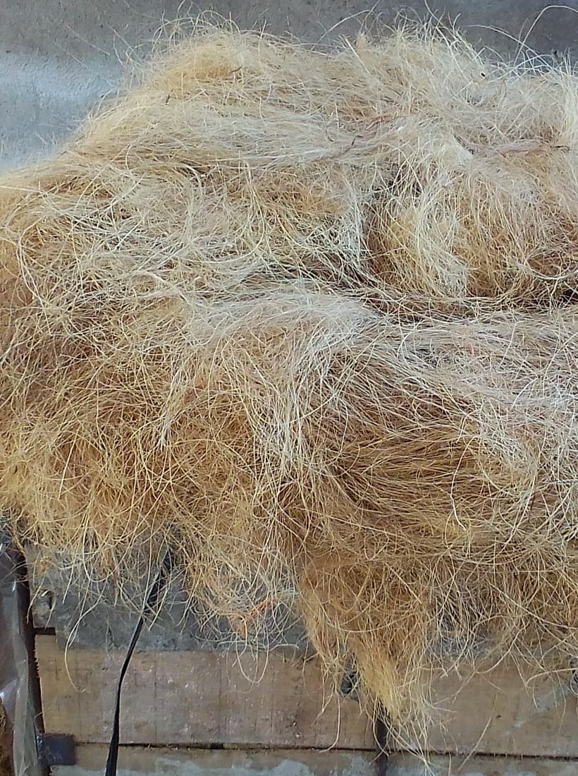 Golden coconut coir fiber gathered from the husk