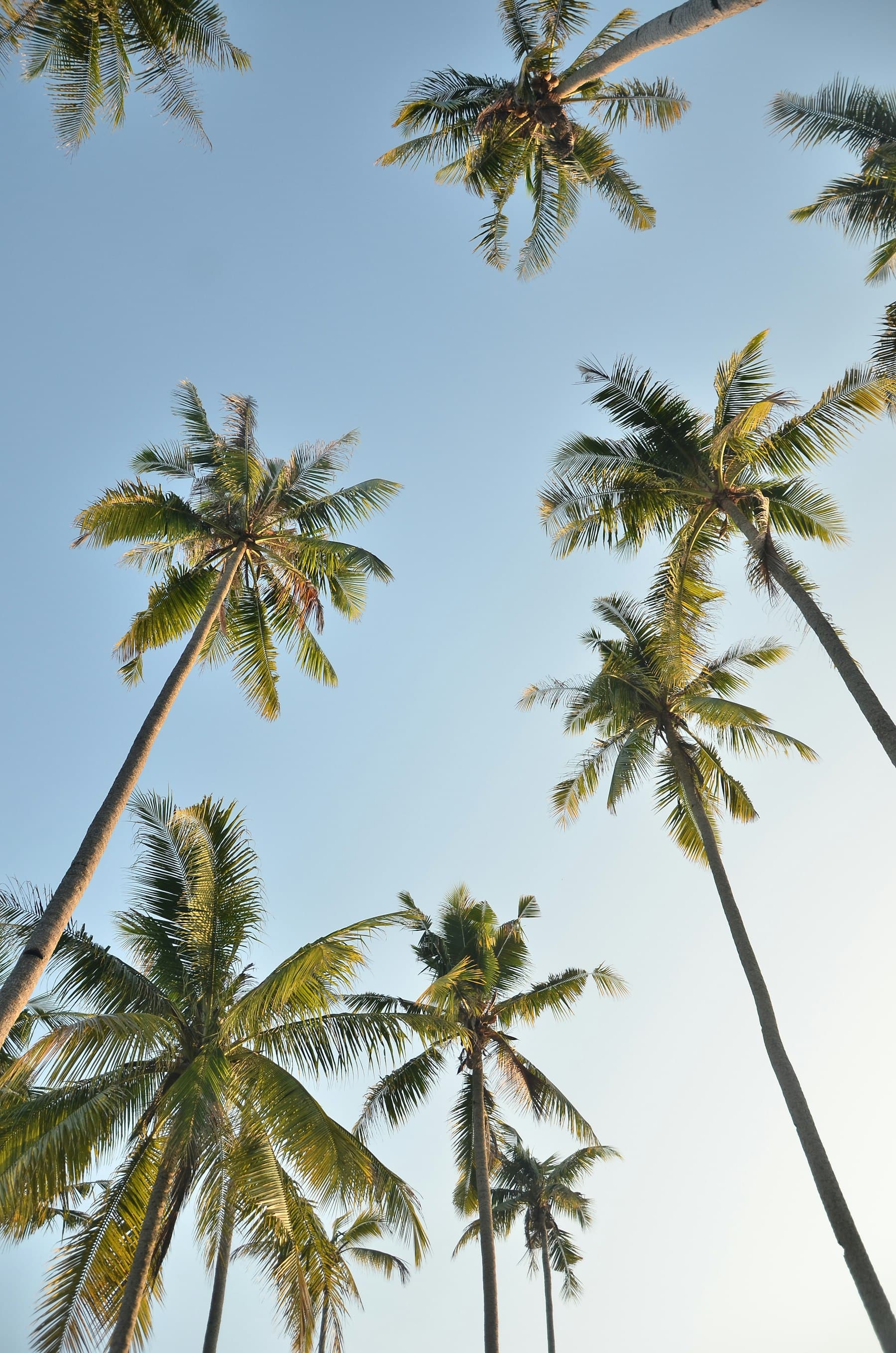 Tall coconut palms seen from below against a clear sky
